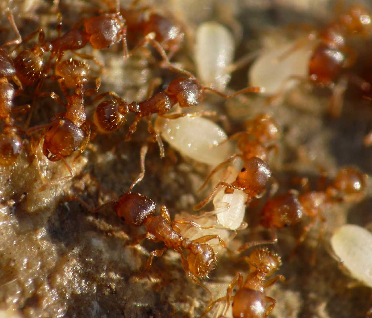 Altri afidi ( Fam.  Aphididae)  presso formiche Tetramorium